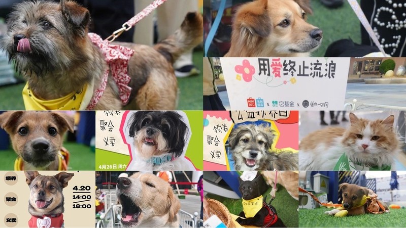 领养.jpg