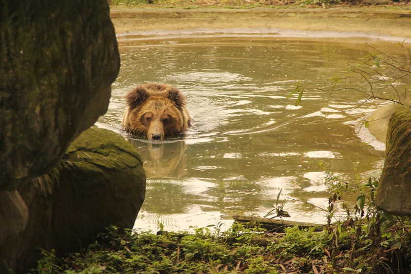 S183 Benji Swim.JPG