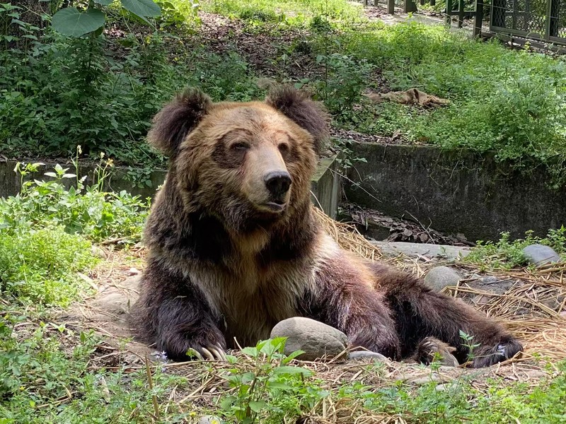 S183-Benji_used in BG xmas 25.jpg S183-Benji_used in BG xmas 25.jpg