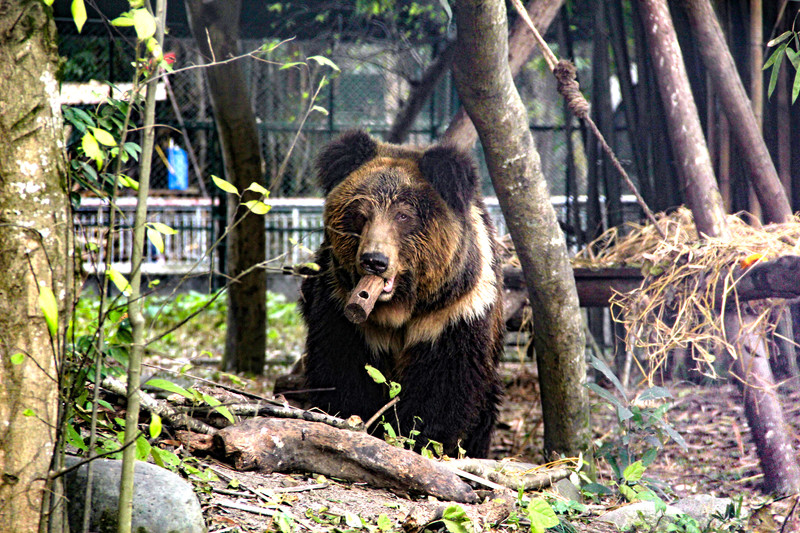 S183 Benji 1.jpg S183 Benji 1.jpg