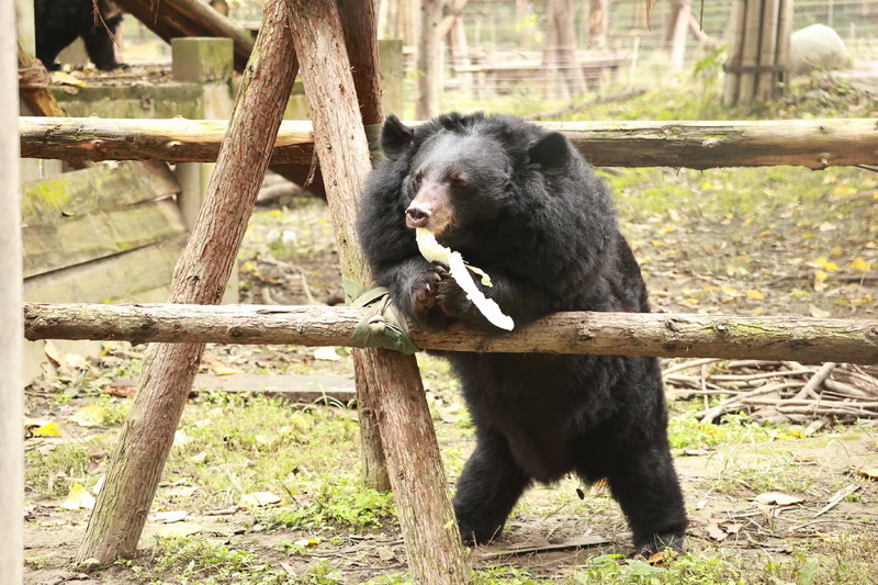 S290 Smudge 13 (1).JPG