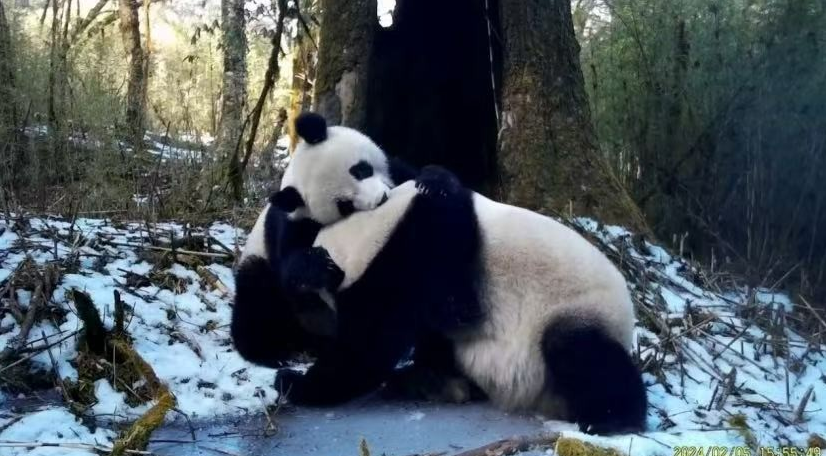 志愿者招募｜2025成都马拉松