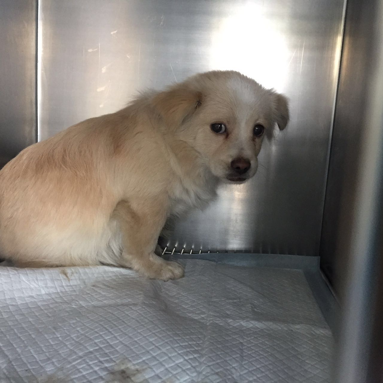 为近期救助的五个毛孩子众筹医疗费